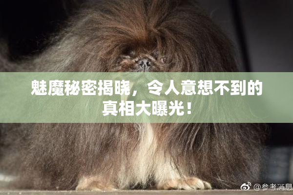 魅魔秘密揭晓，令人意想不到的真相大曝光！