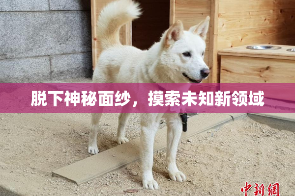 脱下神秘面纱，摸索未知新领域