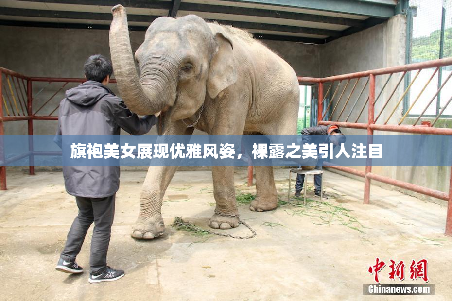 旗袍美女展现优雅风姿，裸露之美引人注目