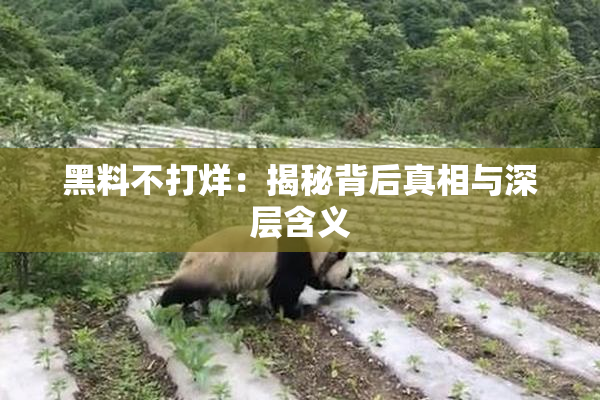 黑料不打烊：揭秘背后真相与深层含义