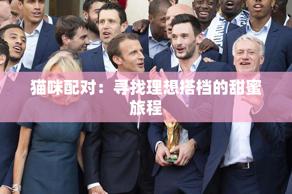 猫咪配对：寻找理想搭档的甜蜜旅程