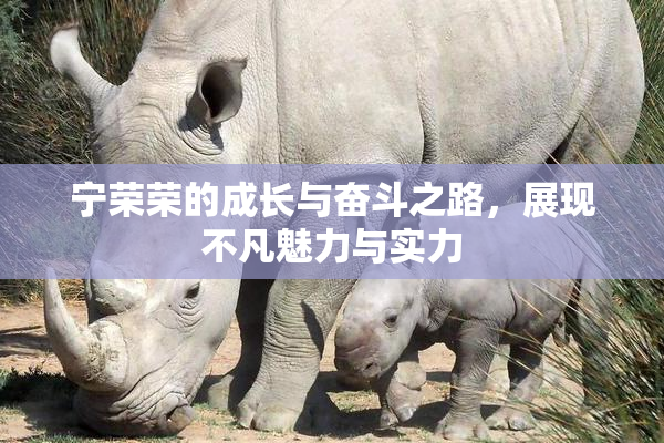 宁荣荣的成长与奋斗之路，展现不凡魅力与实力