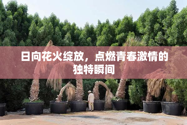 日向花火绽放，点燃青春激情的独特瞬间