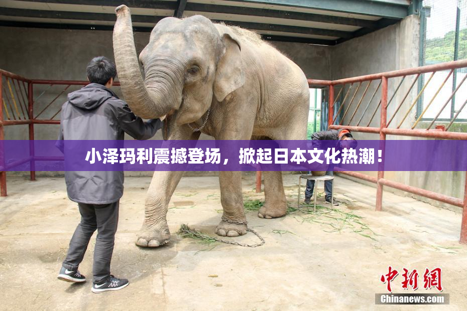 小泽玛利震撼登场，掀起日本文化热潮！