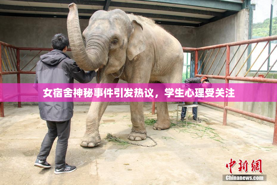 女宿舍神秘事件引发热议，学生心理受关注