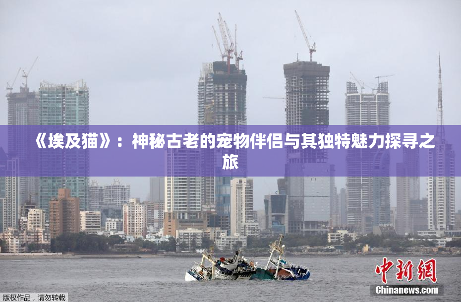 《埃及猫》：神秘古老的宠物伴侣与其独特魅力探寻之旅
