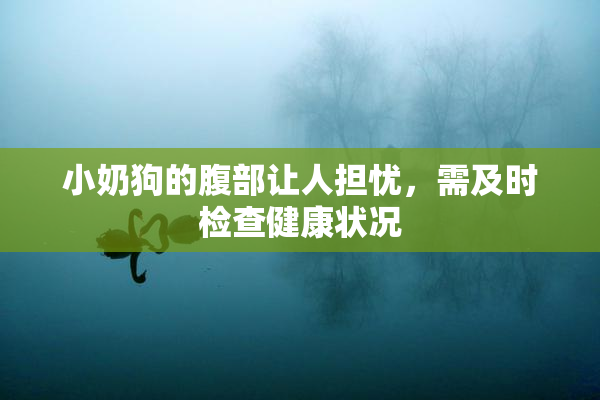小奶狗的腹部让人担忧，需及时检查健康状况