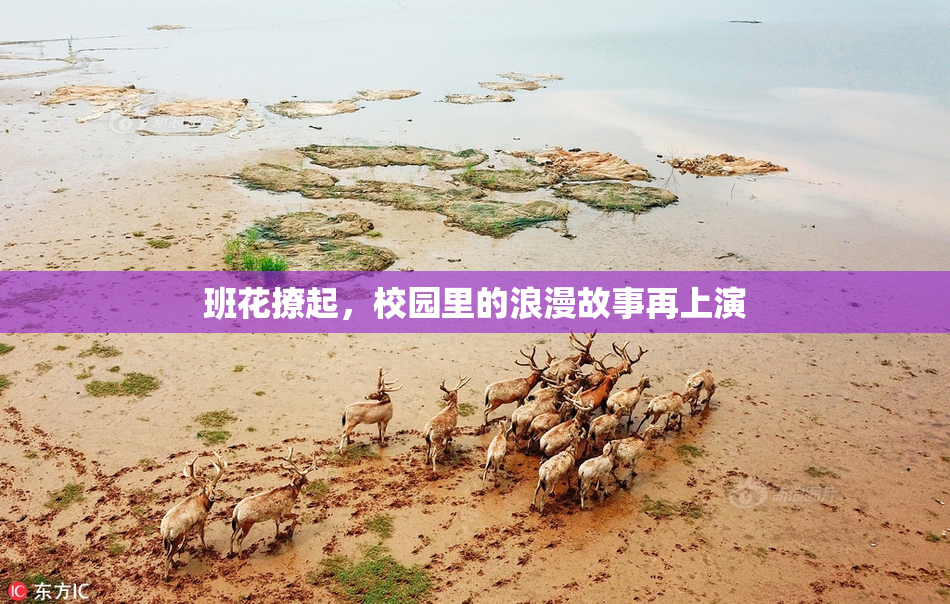 班花撩起，校园里的浪漫故事再上演