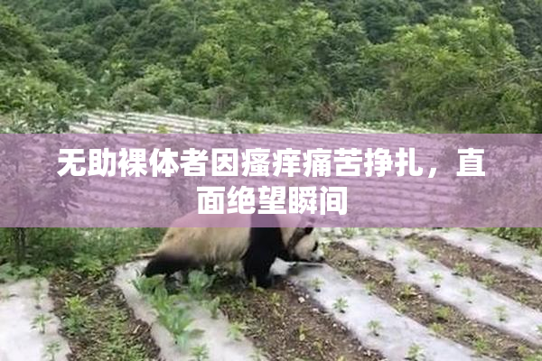 无助裸体者因瘙痒痛苦挣扎，直面绝望瞬间