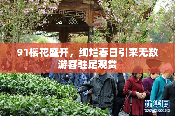 91樱花盛开，绚烂春日引来无数游客驻足观赏