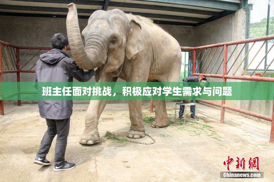 班主任面对挑战，积极应对学生需求与问题
