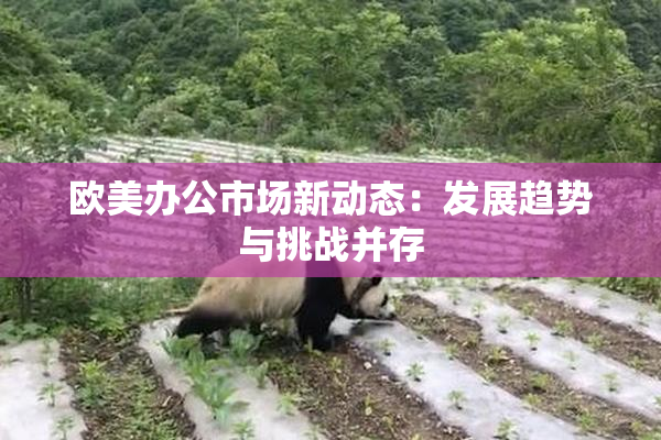 欧美办公市场新动态：发展趋势与挑战并存