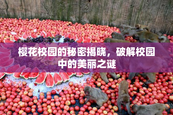 樱花校园的秘密揭晓，破解校园中的美丽之谜