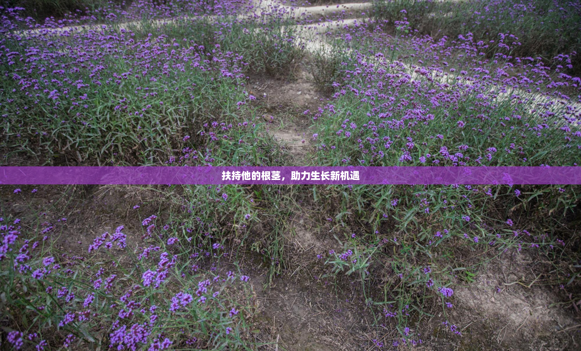 扶持他的根茎，助力生长新机遇