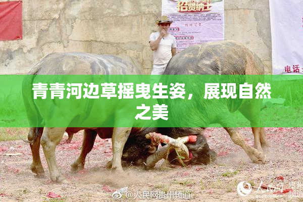 青青河边草摇曳生姿，展现自然之美