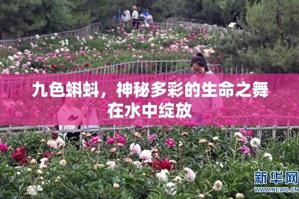 九色蝌蚪，神秘多彩的生命之舞在水中绽放