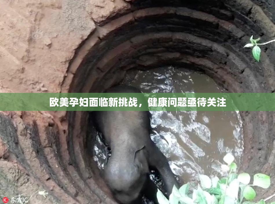 欧美孕妇面临新挑战，健康问题亟待关注