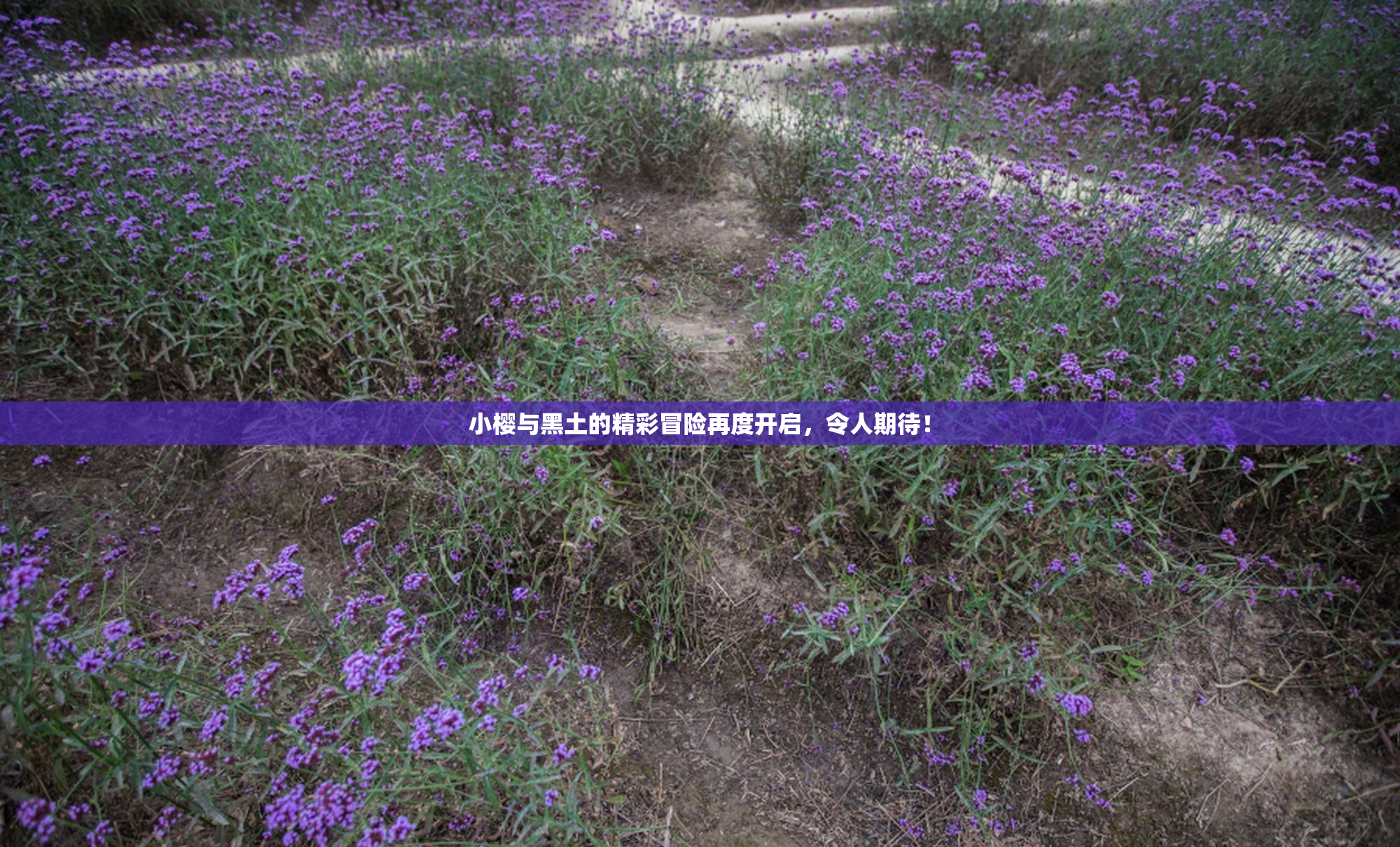 小樱与黑土的精彩冒险再度开启，令人期待！