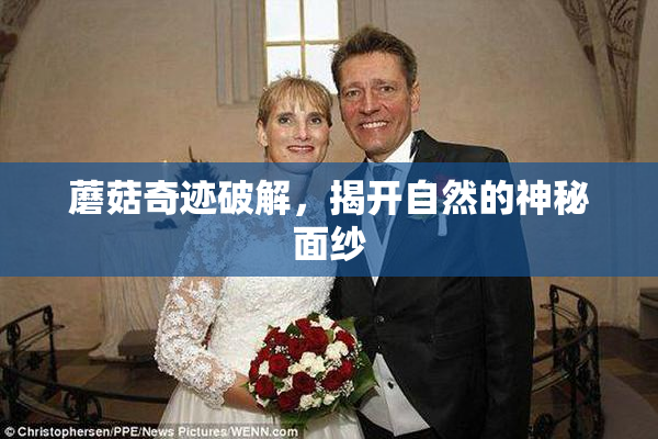 蘑菇奇迹破解，揭开自然的神秘面纱