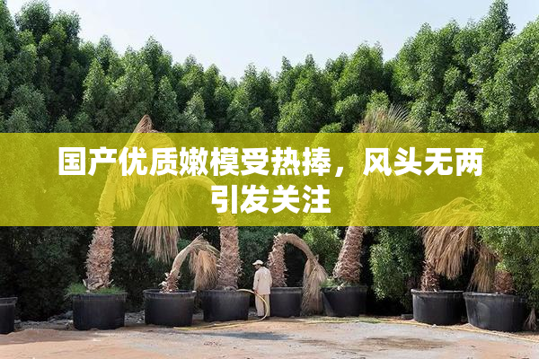 国产优质嫩模受热捧，风头无两引发关注