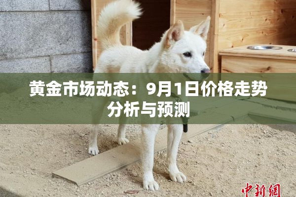 黄金市场动态：9月1日价格走势分析与预测