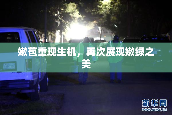 嫩苞重现生机，再次展现嫩绿之美