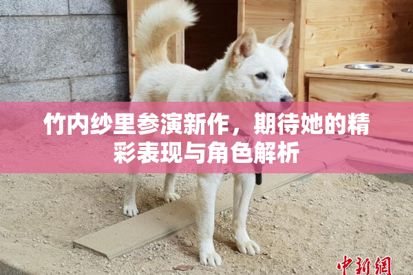 竹内纱里参演新作，期待她的精彩表现与角色解析