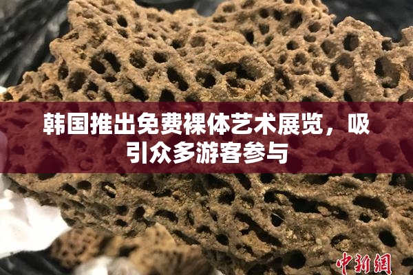 韩国推出免费裸体艺术展览，吸引众多游客参与
