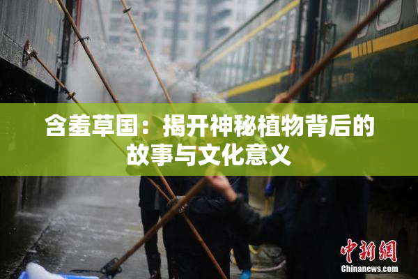 含羞草国：揭开神秘植物背后的故事与文化意义
