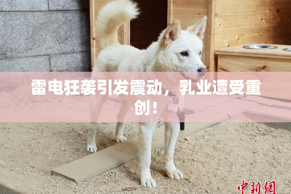 雷电狂袭引发震动，乳业遭受重创！