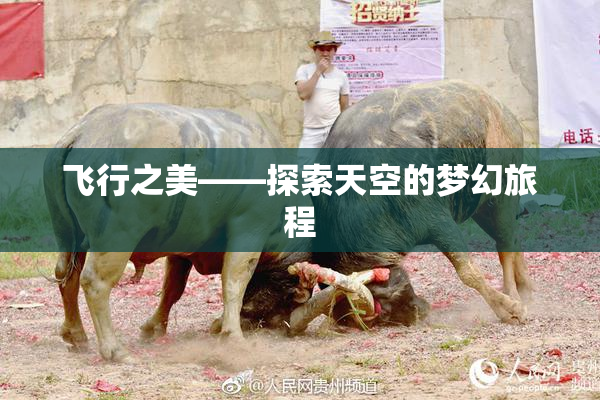 飞行之美——探索天空的梦幻旅程