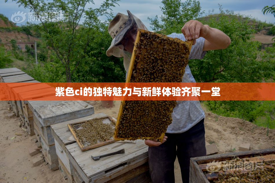 紫色ci的独特魅力与新鲜体验齐聚一堂