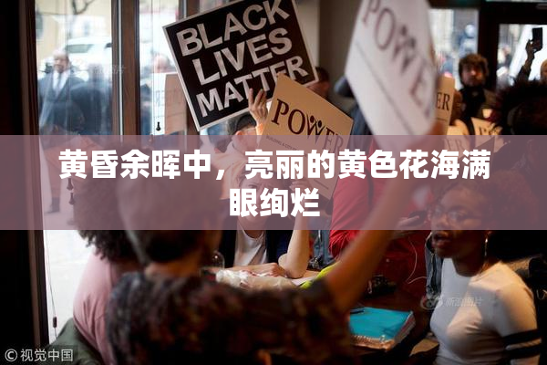 黄昏余晖中，亮丽的黄色花海满眼绚烂
