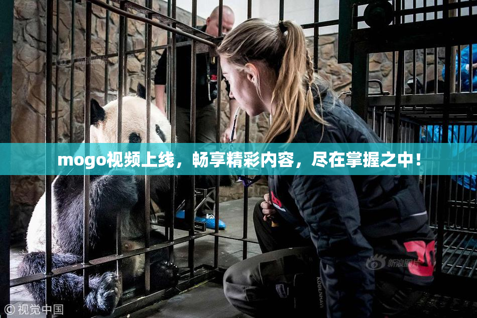 mogo视频上线，畅享精彩内容，尽在掌握之中！
