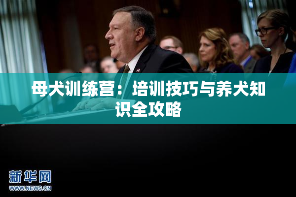 母犬训练营：培训技巧与养犬知识全攻略