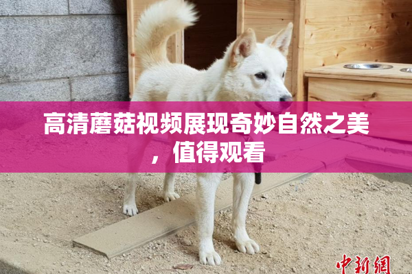 高清蘑菇视频展现奇妙自然之美，值得观看