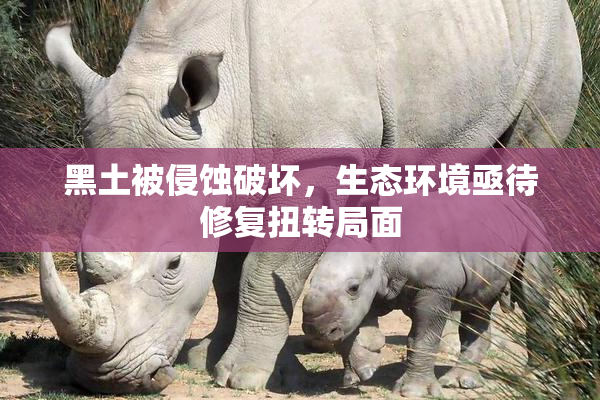 黑土被侵蚀破坏，生态环境亟待修复扭转局面