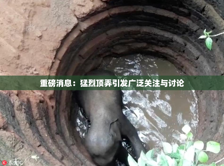 重磅消息：猛烈顶弄引发广泛关注与讨论