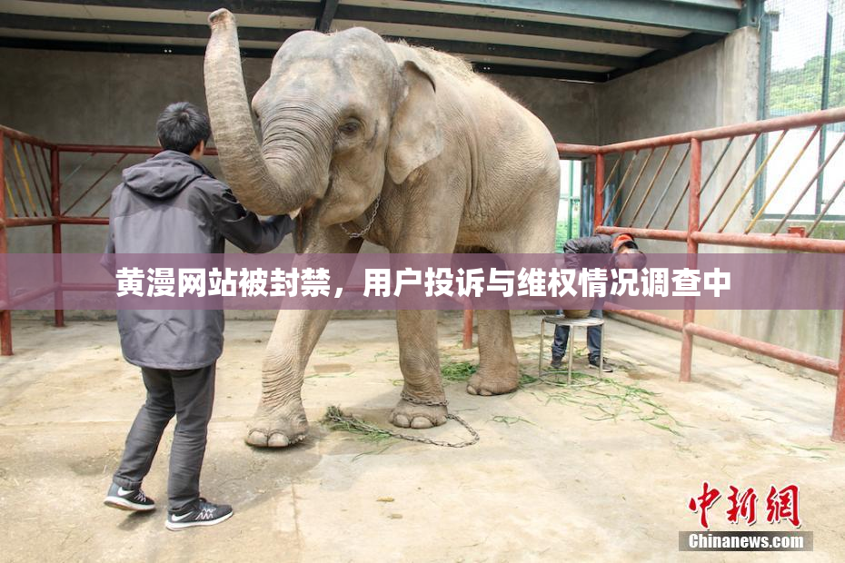 黄漫网站被封禁，用户投诉与维权情况调查中