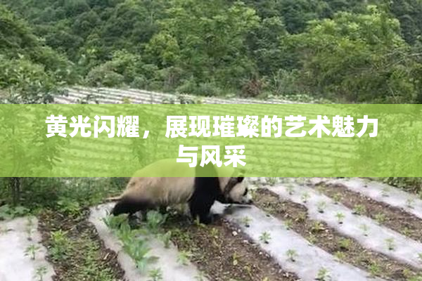 黄光闪耀，展现璀璨的艺术魅力与风采