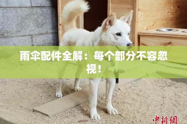 雨伞配件全解：每个部分不容忽视！
