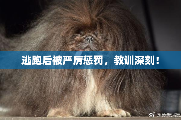 逃跑后被严厉惩罚，教训深刻！