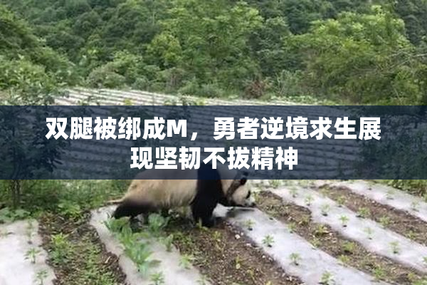 双腿被绑成M，勇者逆境求生展现坚韧不拔精神