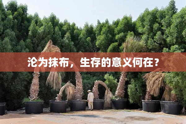 沦为抹布，生存的意义何在？