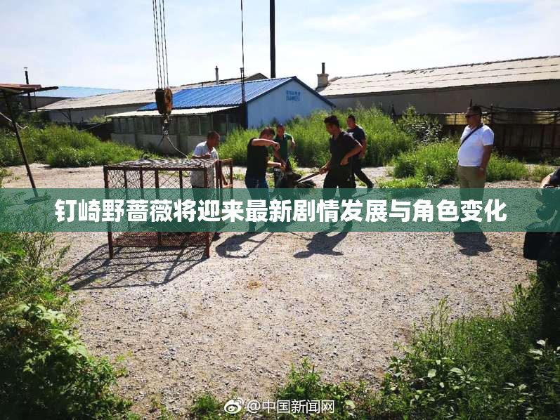 钉崎野蔷薇将迎来最新剧情发展与角色变化