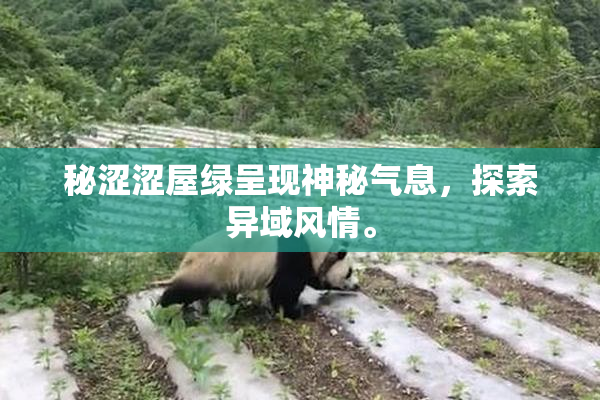 秘涩涩屋绿呈现神秘气息，探索异域风情。