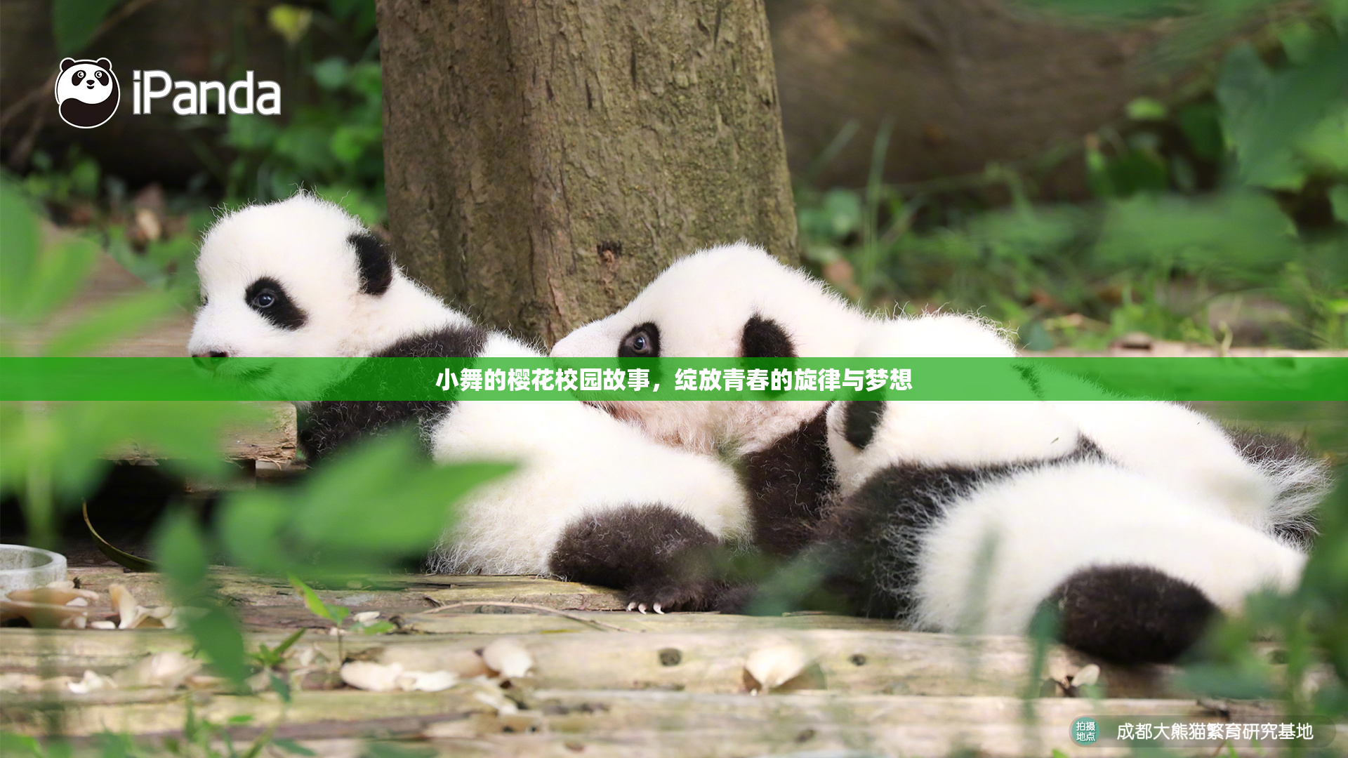 小舞的樱花校园故事，绽放青春的旋律与梦想