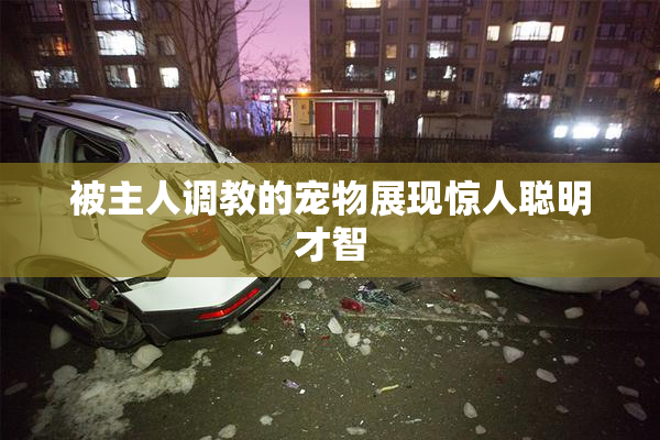 被主人调教的宠物展现惊人聪明才智