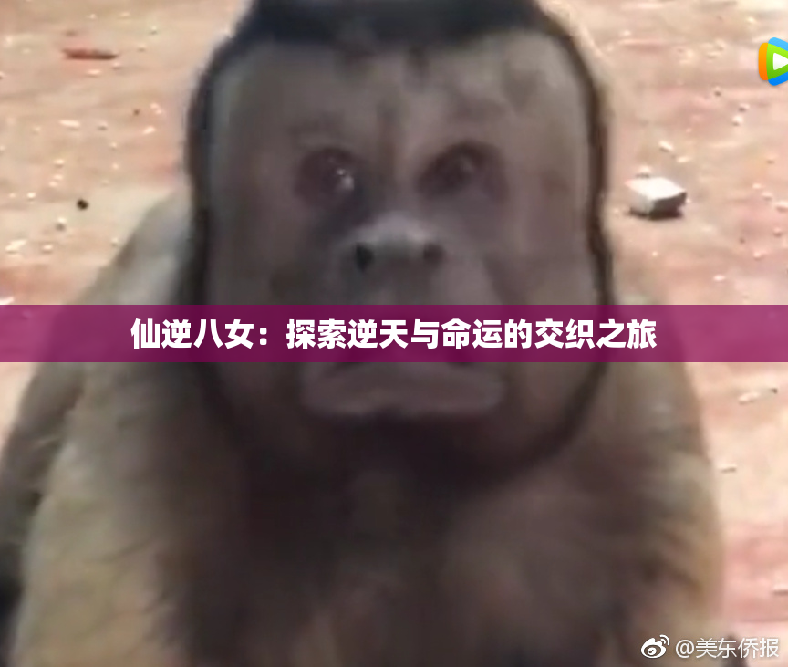 仙逆八女：探索逆天与命运的交织之旅