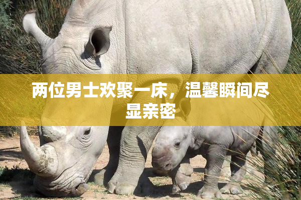 两位男士欢聚一床，温馨瞬间尽显亲密